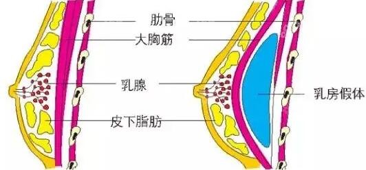 栗勇医生简介