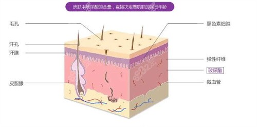 皮肤层分解示意