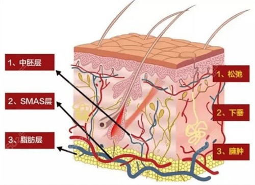 面部皮肤层次分解