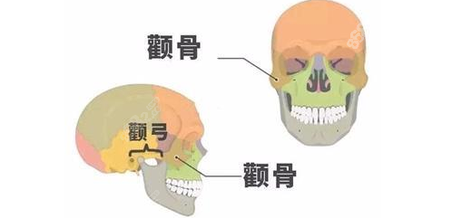 颧骨颧弓位置图