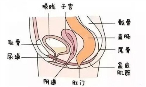 女性私密部位结构分解