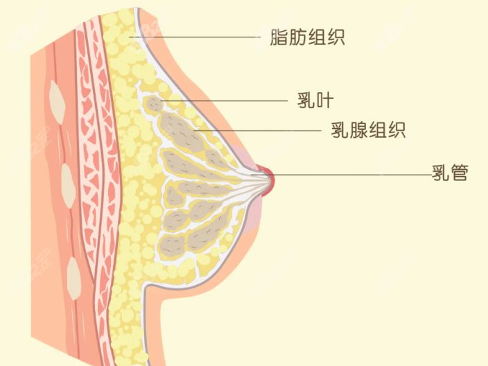 15分钟极速胶原丰胸