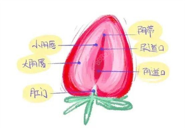 激光紧缩术能维持多久