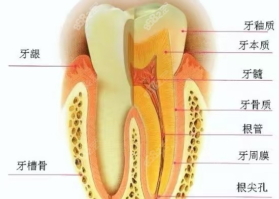 牙齿构造图8682.cc