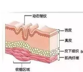 瘦脸多少钱一只