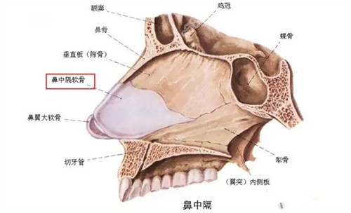 鼻中隔软骨的解剖位置