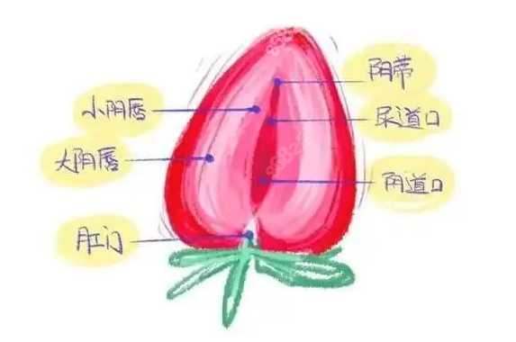 韓國女性私密整形醫(yī)院排名有誰