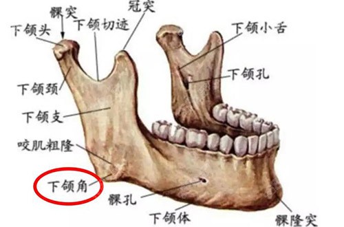 面部骨骼结构图