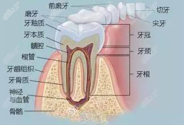 牙齿解剖图