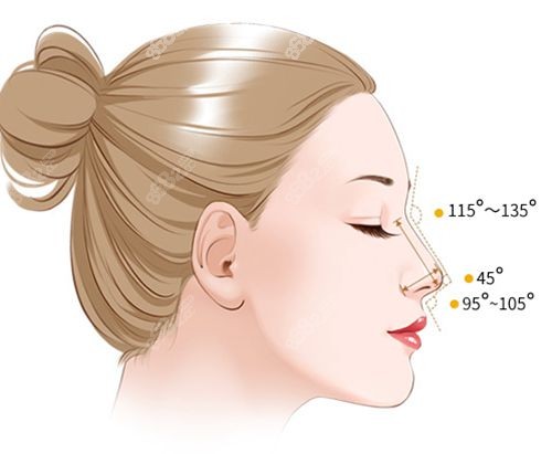 鼻部美学标准
