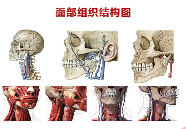 颌面轮廓手术术后有一定的并发症，面部组织结构图