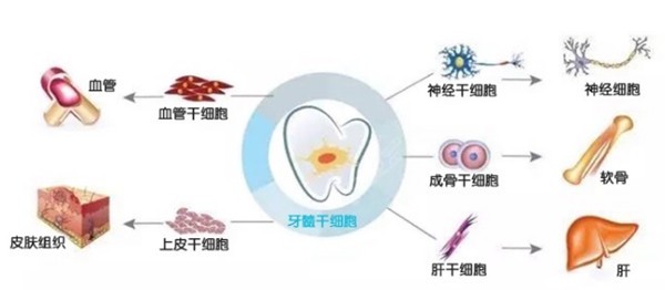 日本全牙再生技术研究