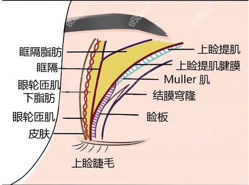 眼部组织