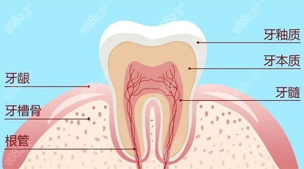 牙齿解剖图8682.cc