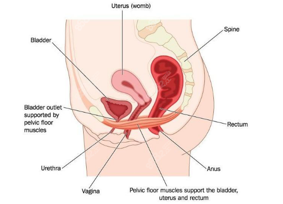 女性私密整形手术示意图