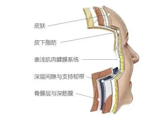 面部组织的构成