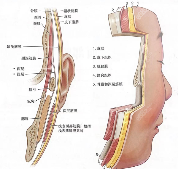 面部皮肤组织层次分布图