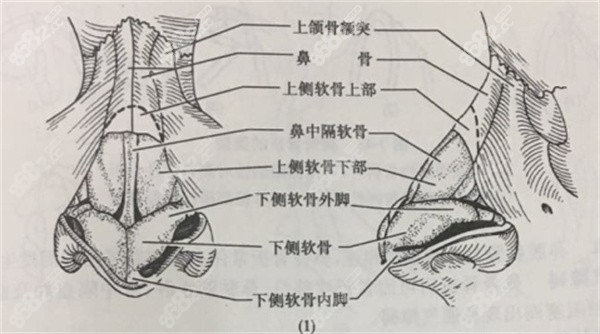 土耳其软糖鼻和肋骨鼻隆鼻区别有啥？