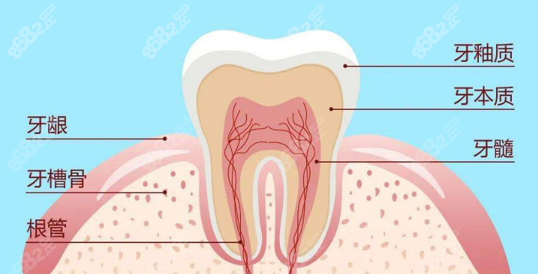 牙齿结构示意图