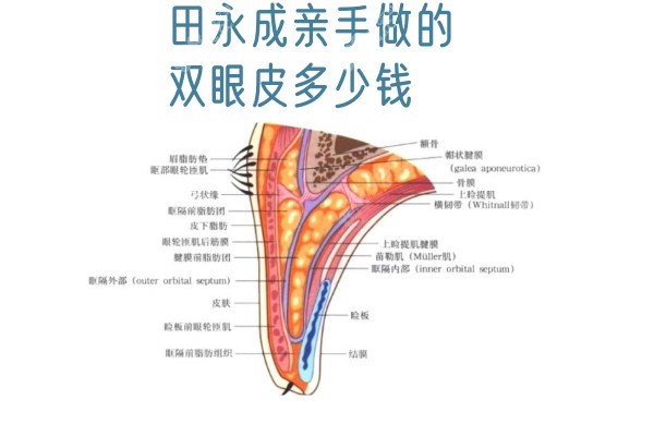 田永成亲手做的双眼皮多少钱