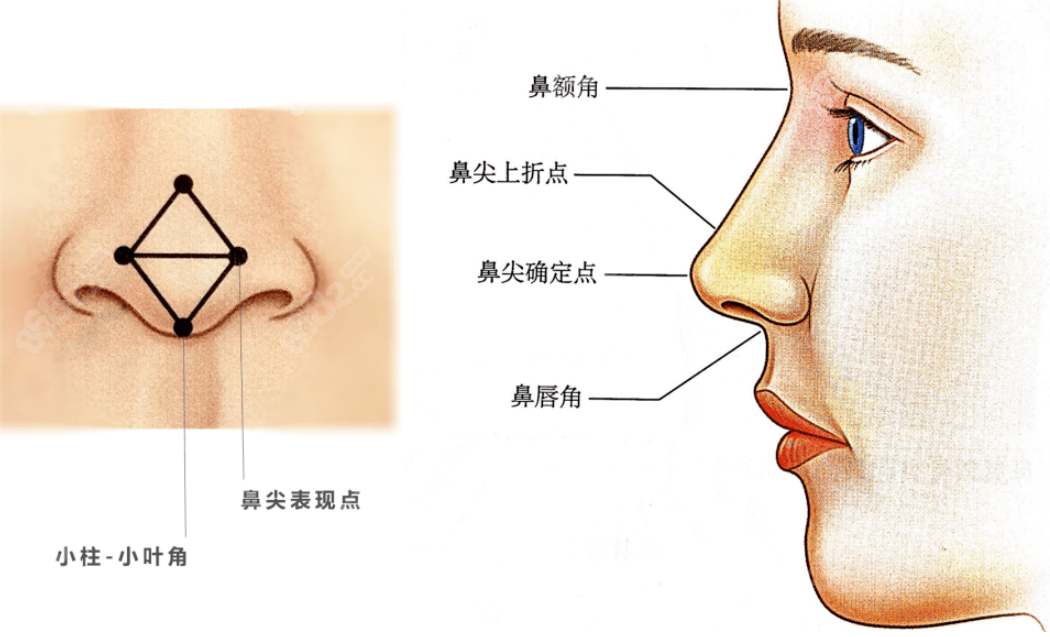 面部审美比例