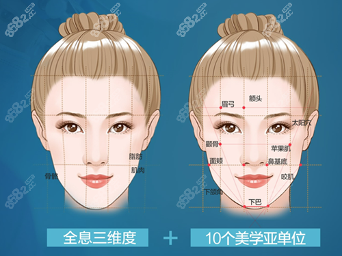 面部的各个分区