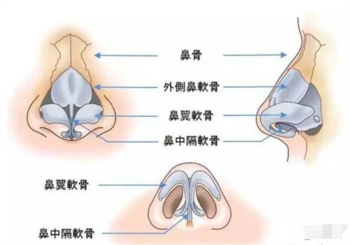 鼻子结构演示