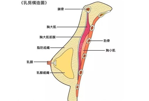 宋华敬医生的脂肪填充丰胸做的好