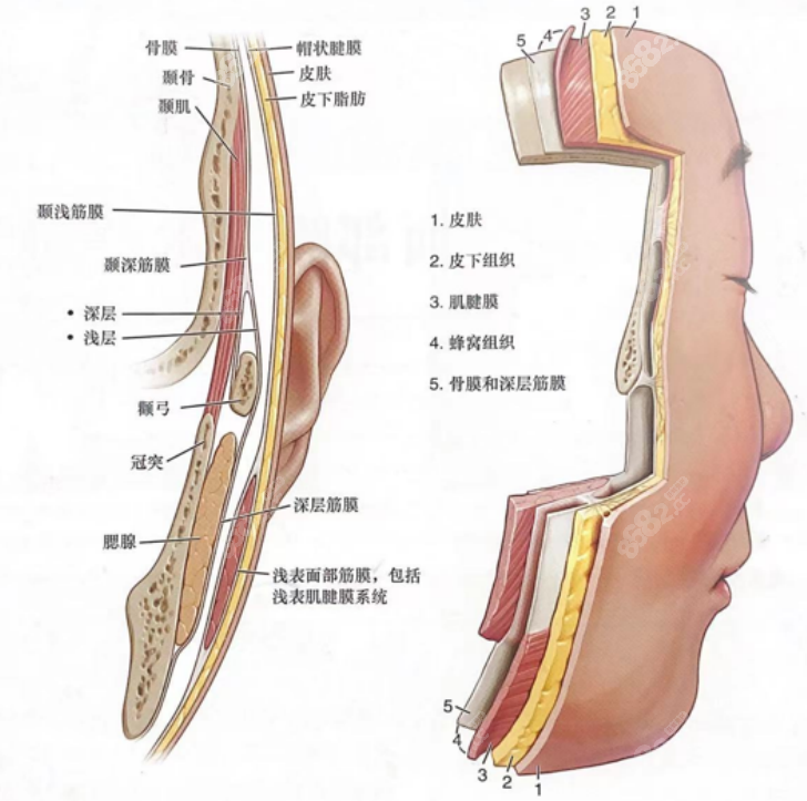 加减美V6面部提升价格