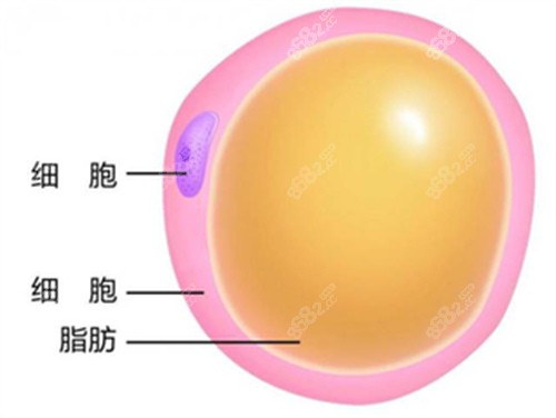 生长因子