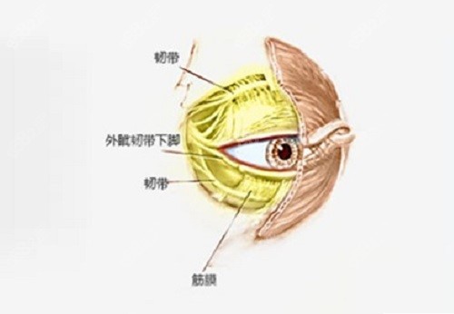 张冰洁医生眼整形修复技术