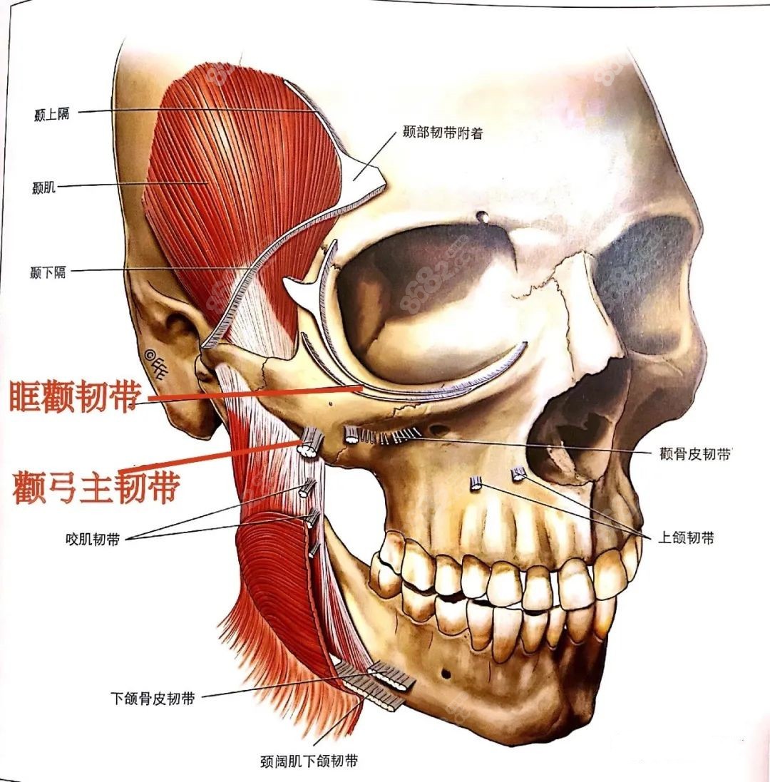 颧弓韧带提升打玻尿酸