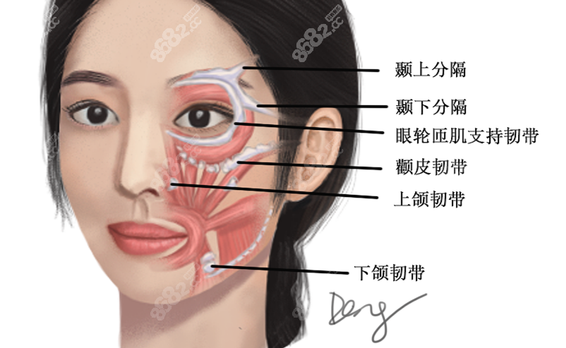 颧弓韧带提升术多少钱www.8682.cc