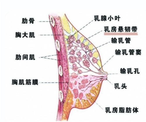 胸部构造