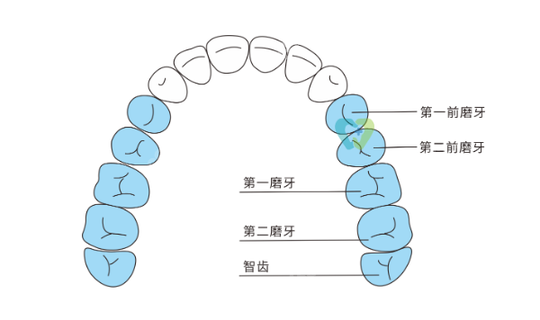 7号牙