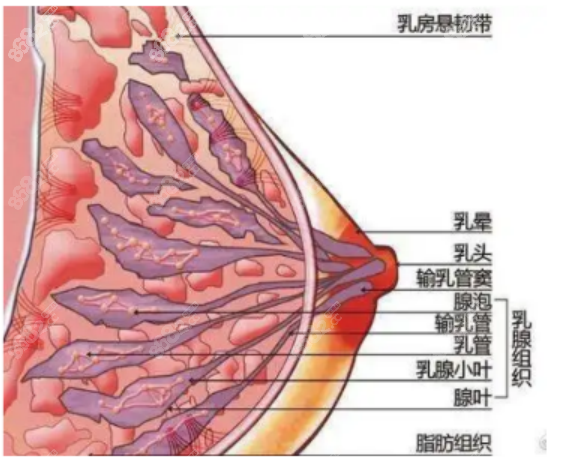 缩胸手术