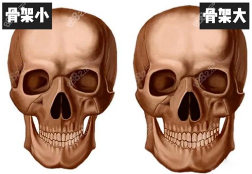面部骨架大跟面部骨架小的对比
