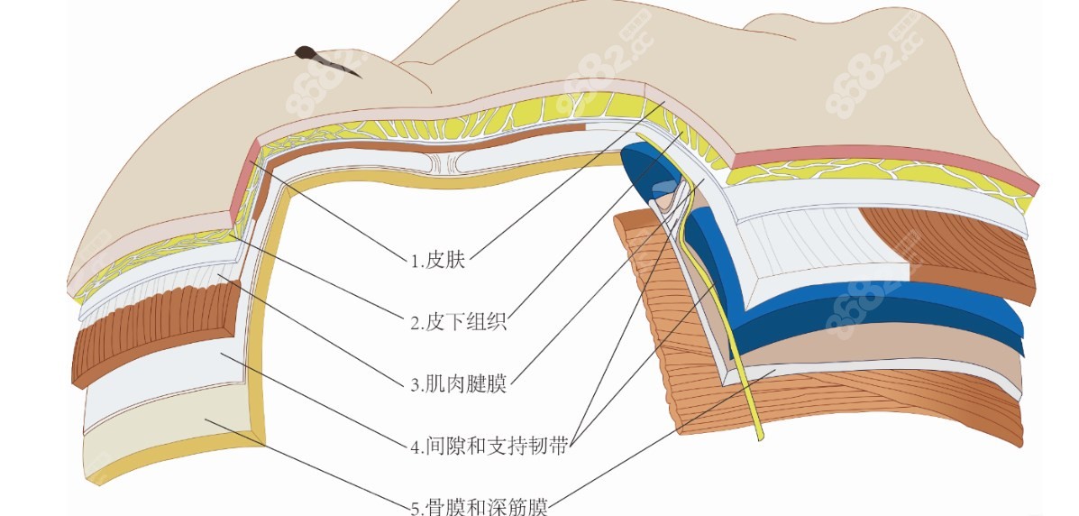 v美减龄面部提升是真是假