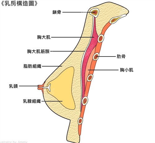 乳房内组织结构示意图