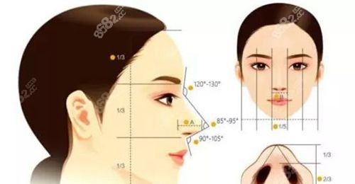 鼻子的美学标准
