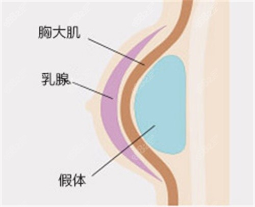 胸部结构示意图