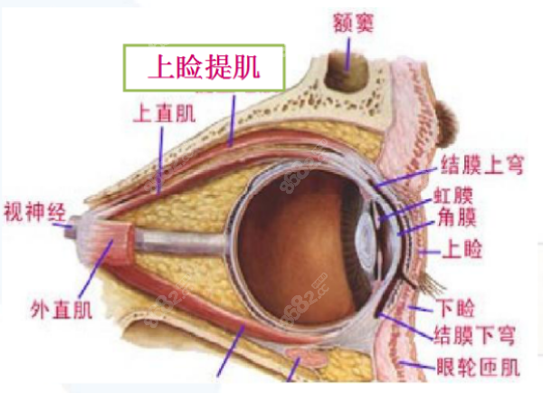 眼部结构