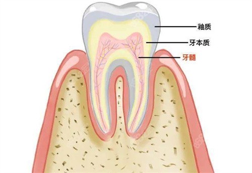 牙齿结构组成图