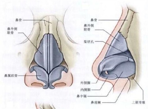 鼻部结构