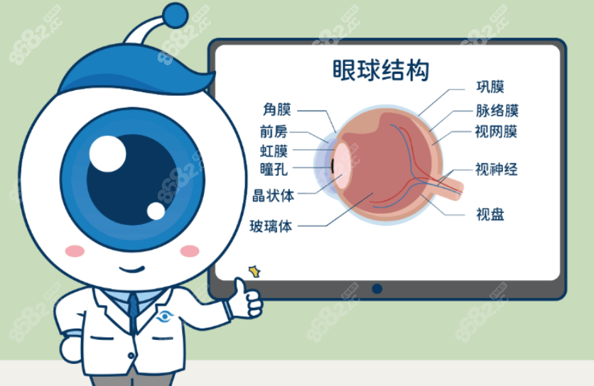 眼球结构图片8682网