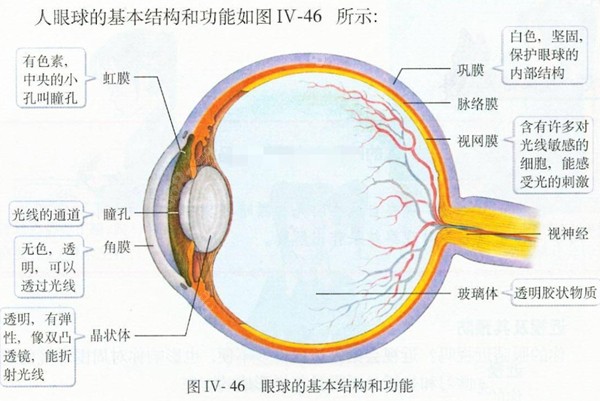 人眼球结构图