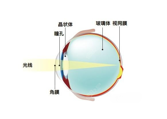 眼部分解图www.8682.cc