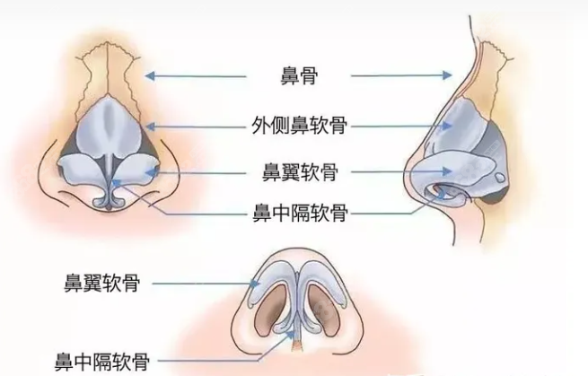 鼻部结构图
