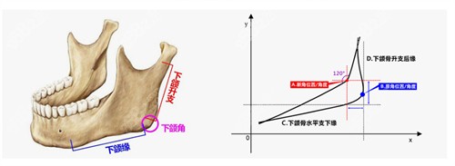 北京圣嘉新醫(yī)療美容醫(yī)院張立天醫(yī)生下頜角手術(shù)技術(shù)特色