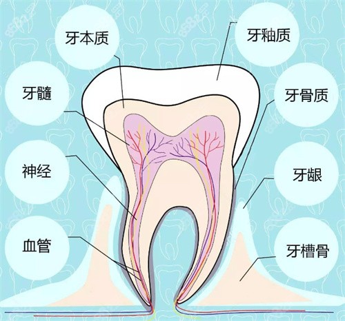 牙齿结构图